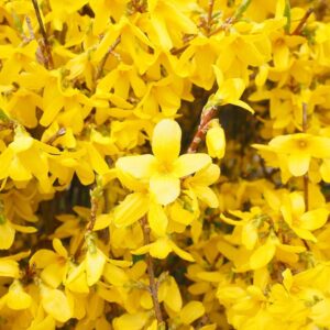 Törpe aranyvessző (Forsythia intermedia 'Minigold')