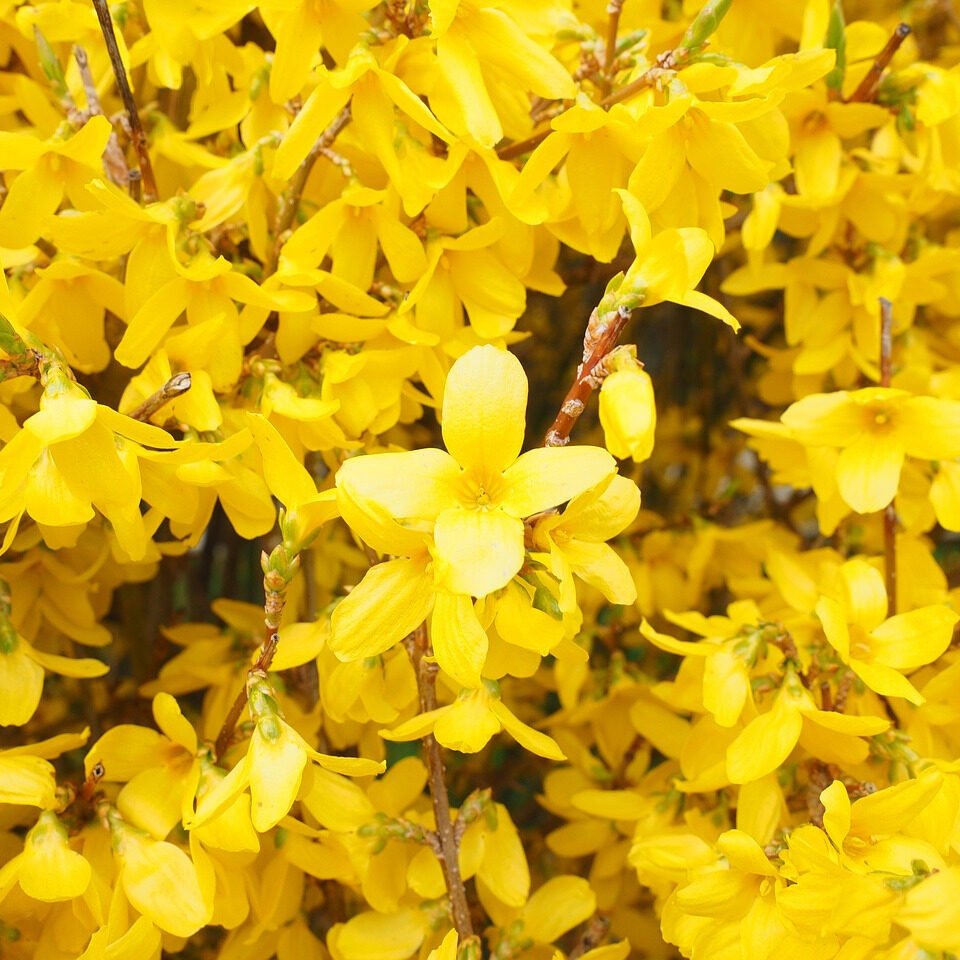 Törpe aranyvessző (Forsythia intermedia 'Minigold')