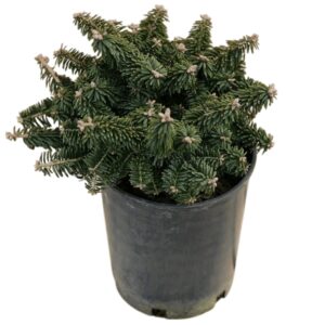 Törpe balzsamfenyő (Abies balsamea 'Nana')