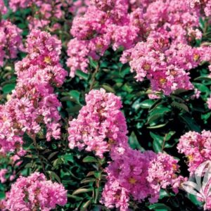 Törpe selyemmirtusz (Lagerstroemia indica 'Coral Filli')