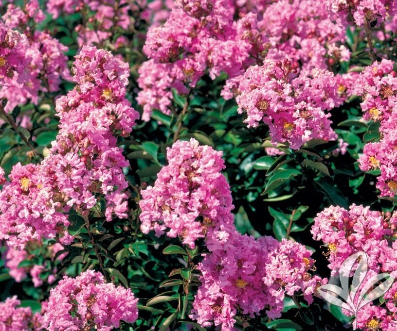 Törpe selyemmirtusz (Lagerstroemia indica 'Coral Filli')