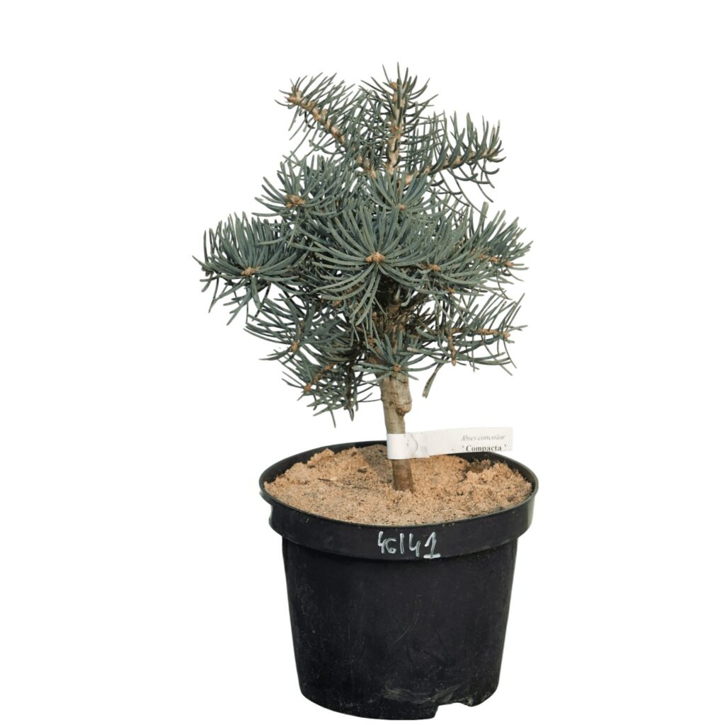 Törpe színarany balzsamfenyő (Abies concolor 'Compacta')