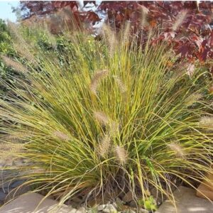 Törpe tollborzfű (Pennisetum alopecuroides 'Compressum')