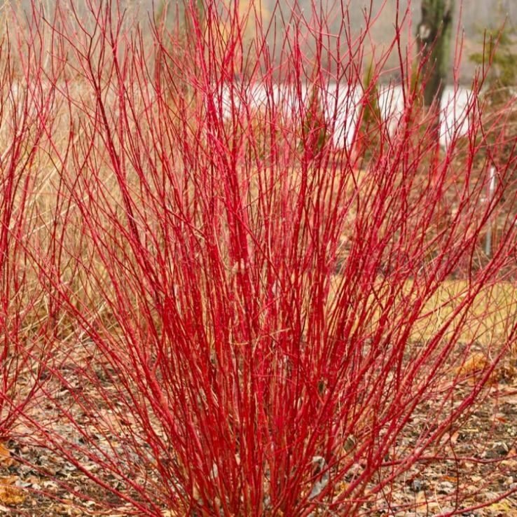 Törpe vörös vesszőjű som (Cornus stolonifera 'Kelsey')