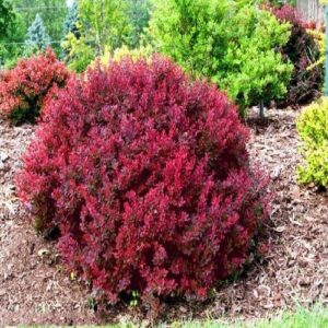 Törpe vöröslevelű japán borbolya (Berberis thunbergii 'Bagatelle')
