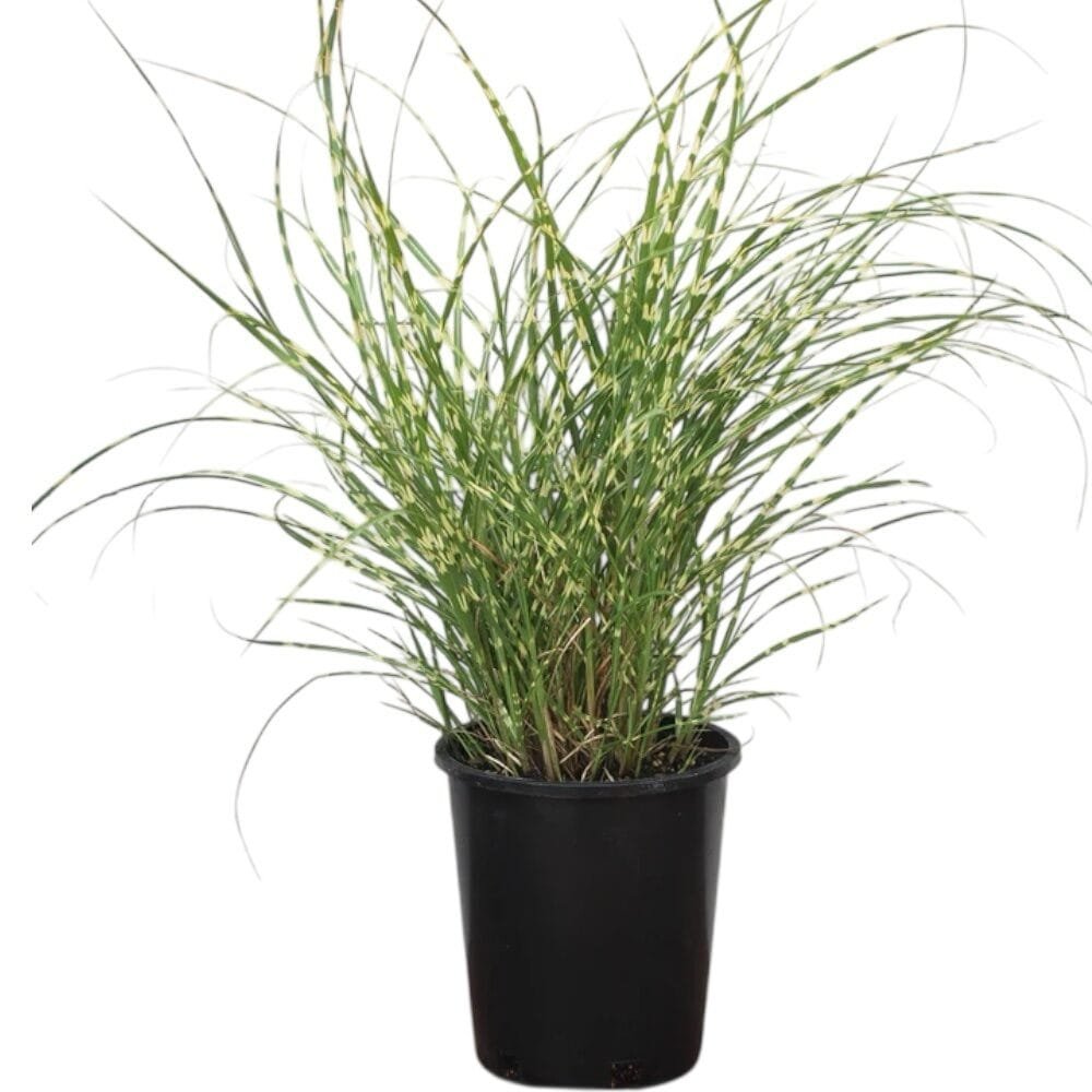Törpe zebradíszfű (Miscanthus sinensis 'Little Zebra')