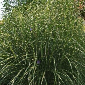 Törpe zebradíszfű (Miscanthus sinensis 'Little Zebra')
