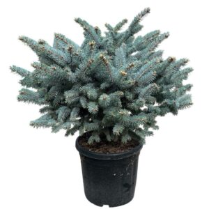 Törzses gömb ezüstfenyő (Picea pungens 'Glauca Globosa')