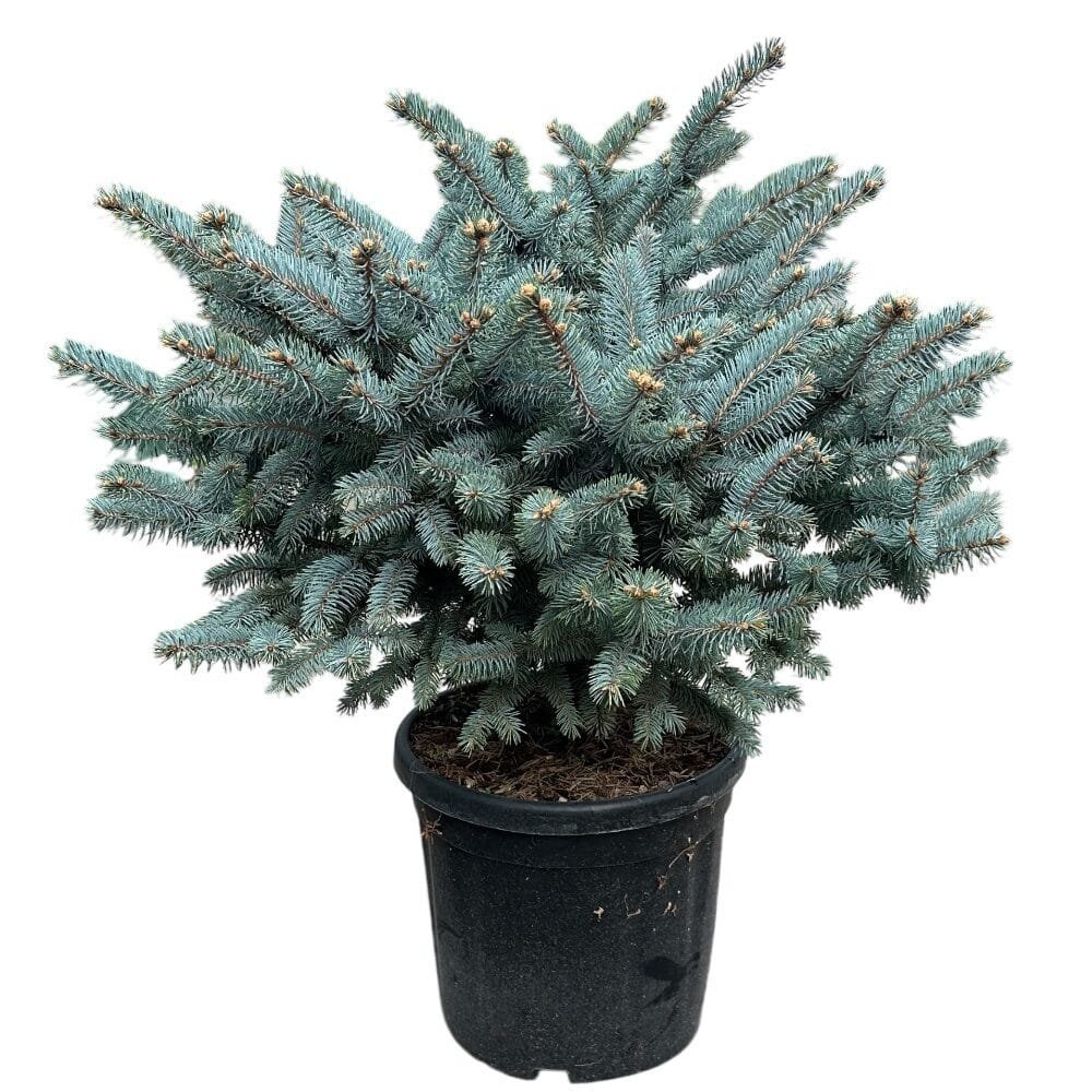 Törzses gömb ezüstfenyő (Picea pungens 'Glauca Globosa')