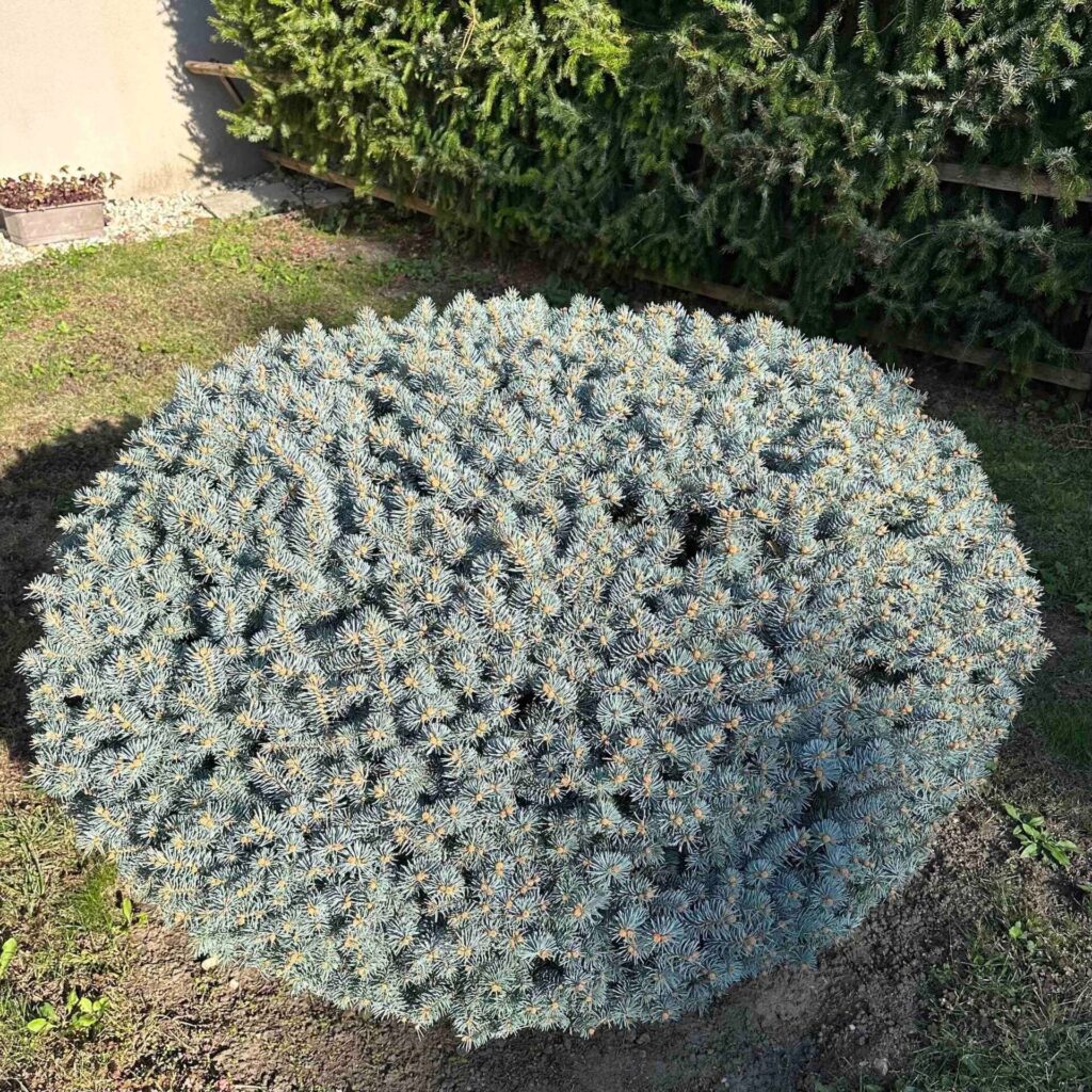 Törzses gömb ezüstfenyő (Picea pungens 'Glauca Globosa')