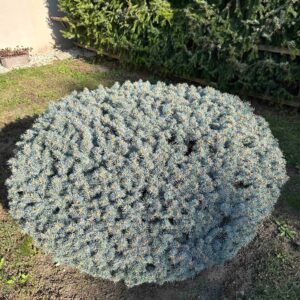 Törzses gömb ezüstfenyő (Picea pungens 'Glauca Globosa')