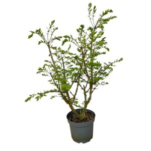 Törzses szárnyas kecskerágó (Euonymus alatus)