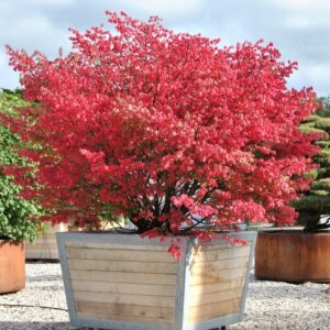 Törzses szárnyas kecskerágó (Euonymus alatus)