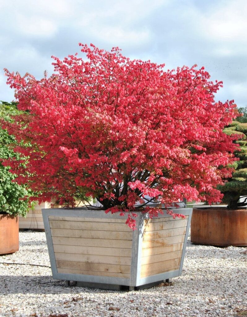 Törzses szárnyas kecskerágó (Euonymus alatus)