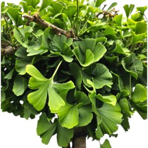 Törzsre oltott páfrányfenyő (Ginkgo biloba 'Mariken')