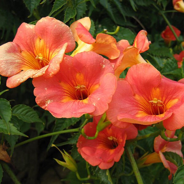 Trombitafolyondár (Campsis radicans 'Grandiflora')