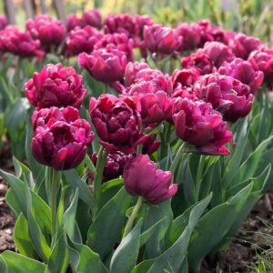 Tulipa alison bradley