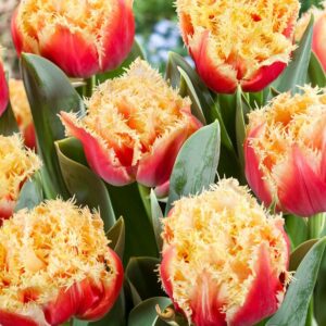 Tulipa brisbane