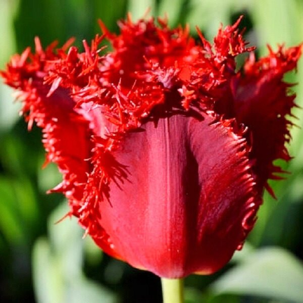 Tulipa calibra