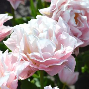 Tulipa dreamer