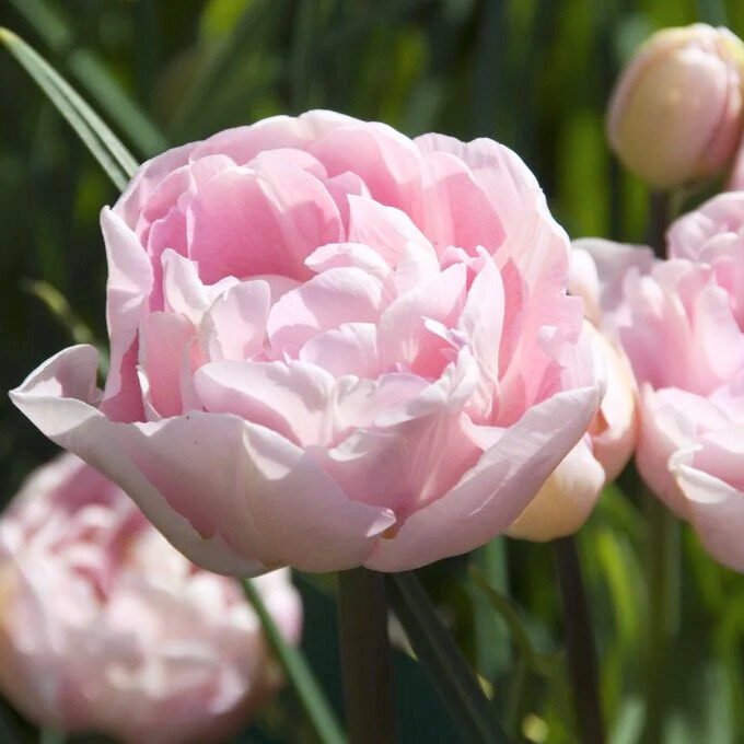 Tulipa dreamer