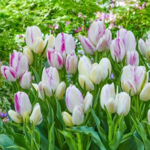 Tulipa emilie