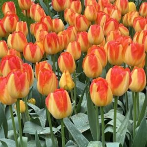 Tulipa prinz armin