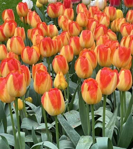 Tulipa prinz armin
