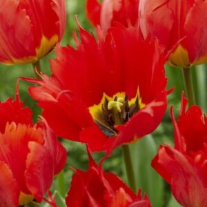 Tulipa robbedoes 7 db
