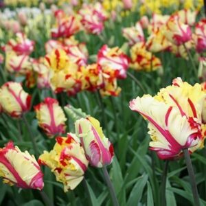 Tulipa texas flame 7 db