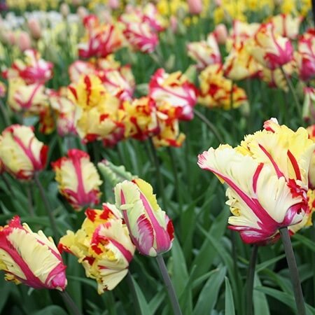 Tulipa texas flame 7 db