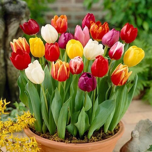 Tulipa triumph mix
