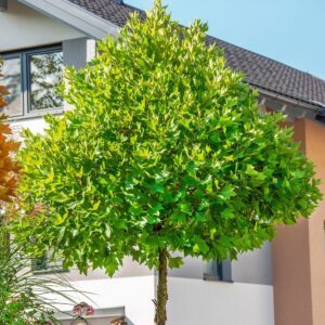 Tulipánfa (Liriodendron tulipifera)