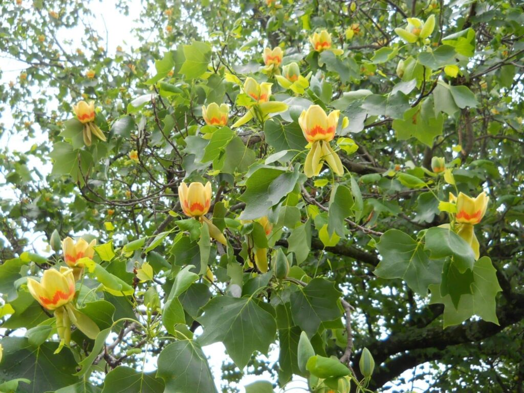 Tulipánfa (Liriodendron tulipifera 'Edward Gursztyn')