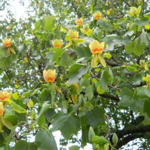 Tulipánfa (Liriodendron tulipifera 'Edward Gursztyn')