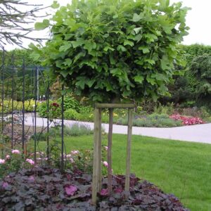 Tulipánfa (Liriodendron tulipifera 'Edward Gursztyn')