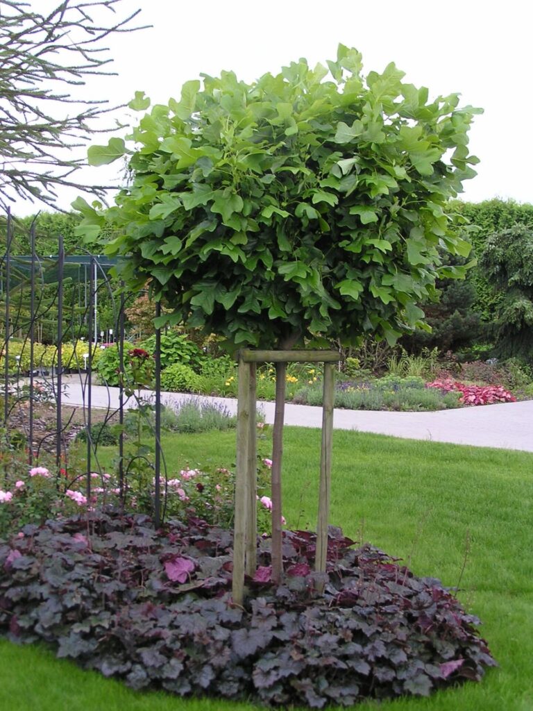 Tulipánfa (Liriodendron tulipifera 'Edward Gursztyn')