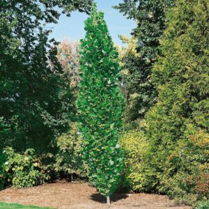 Tulipánfa (Liriodendron tulipifera 'Fastigiatum')