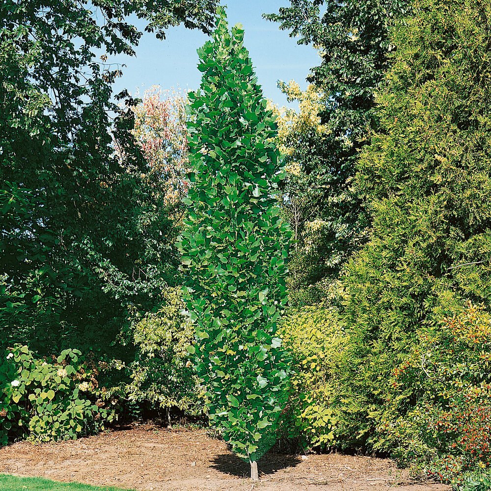 Tulipánfa (Liriodendron tulipifera 'Fastigiatum')