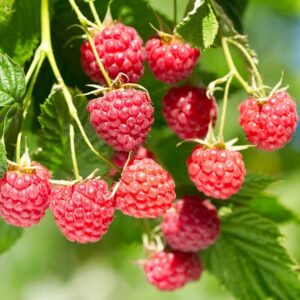 Tüske nélküli málna (Rubus idaeus 'Glen Ample')