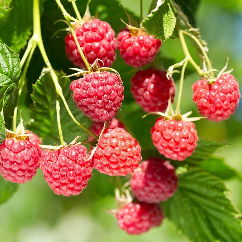 Tüske nélküli málna (Rubus idaeus 'Glen Ample')