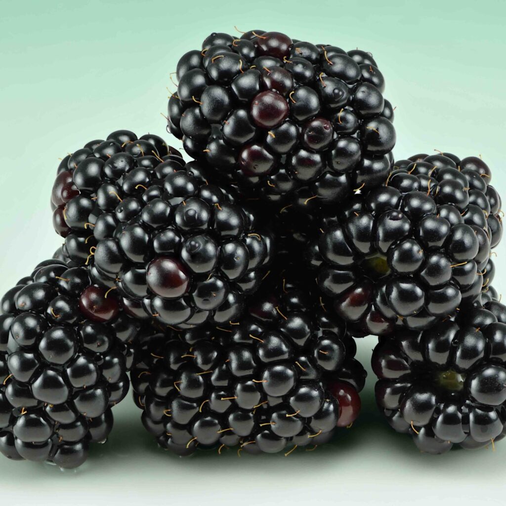 Tüskétlen fekete szeder (Rubus fruticosa 'Dirksen')
