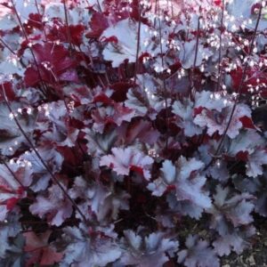 Tűzeső (Heuchera 'Black Beauty')