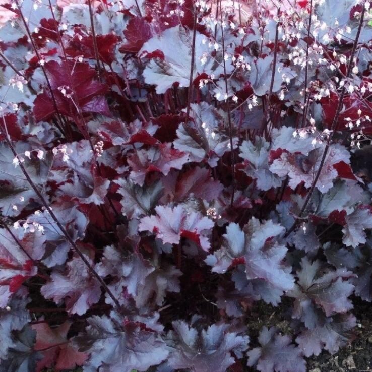 Tűzeső (Heuchera 'Black Beauty')