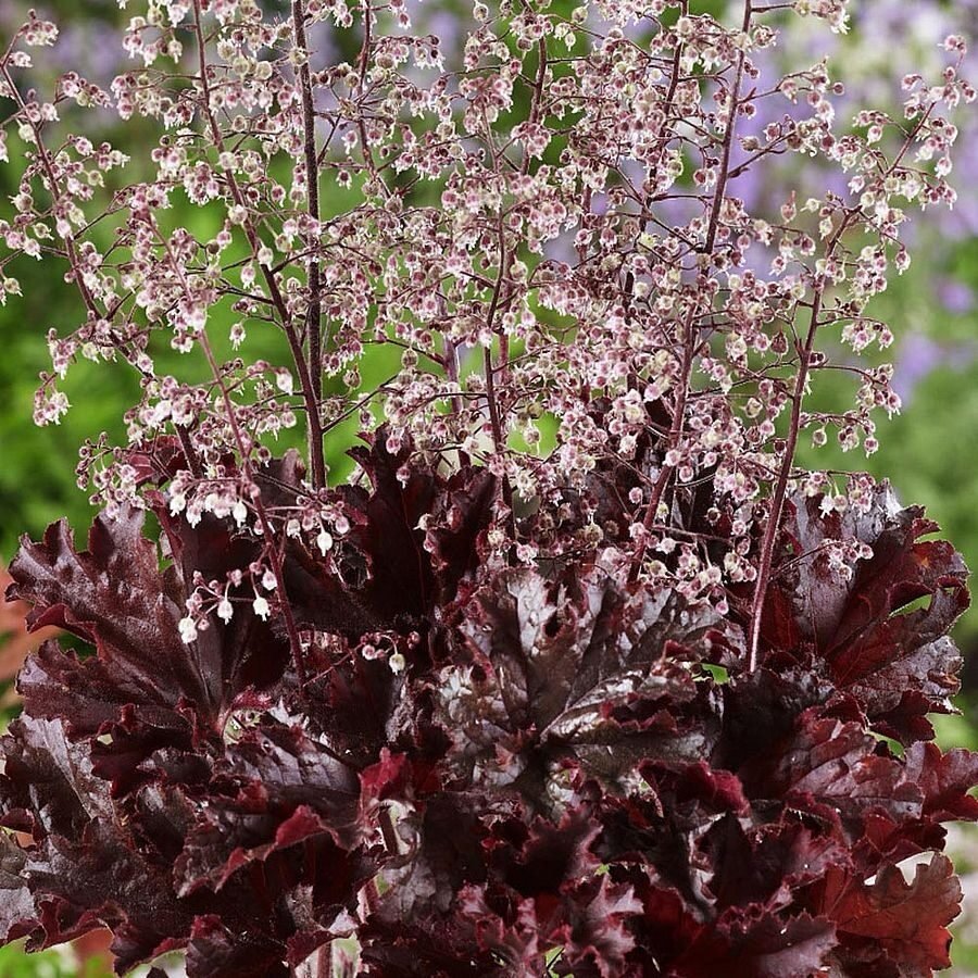 Tűzeső (Heuchera 'Melting Fire')