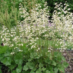 Tűzeső (Heuchera sanguinea 'White Cloud')