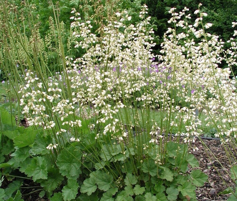 Tűzeső (Heuchera sanguinea 'White Cloud')