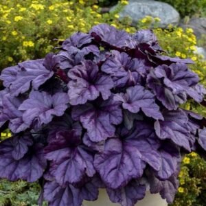 Tűzeső (Heuchera 'Wildberry')