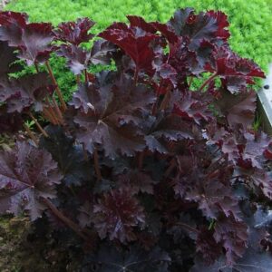 Tűzgyöngyvirág (Heuchera micrantha 'Palace Purple')