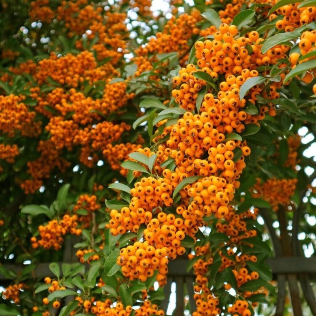 Tűztövis (Pyracantha coccinea 'Orange Charmer')